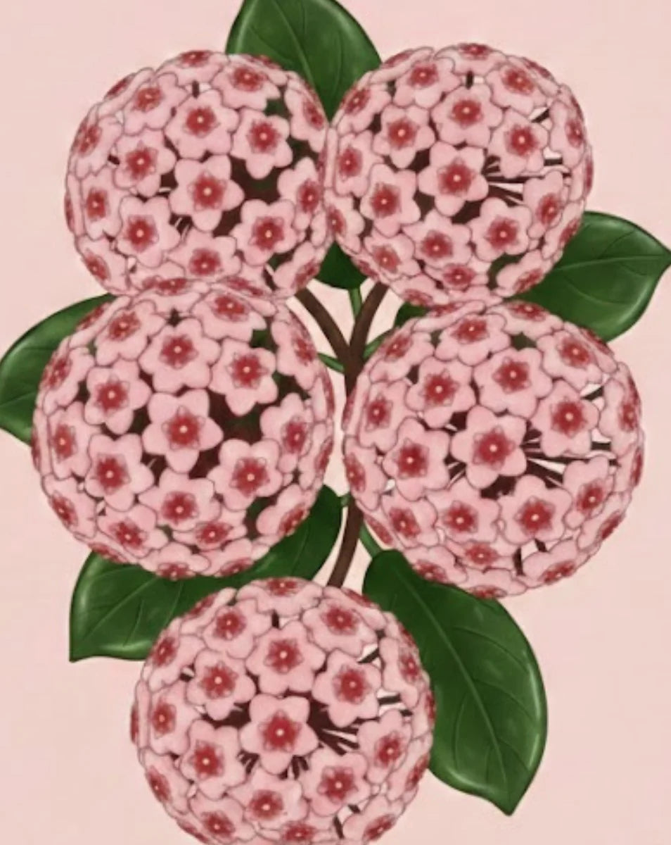 Illustration of pink spherical flowers with green leaves on a pink background