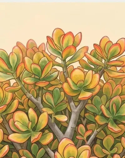 Golden Jade Plant