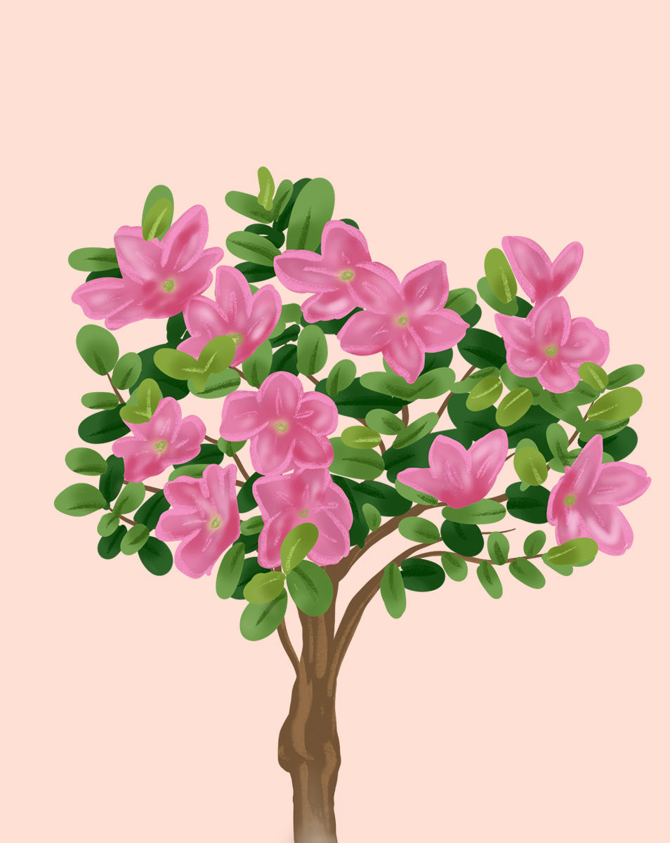 azalea house plant care Indoor Azalea - How to Grow Rhododendron simsii