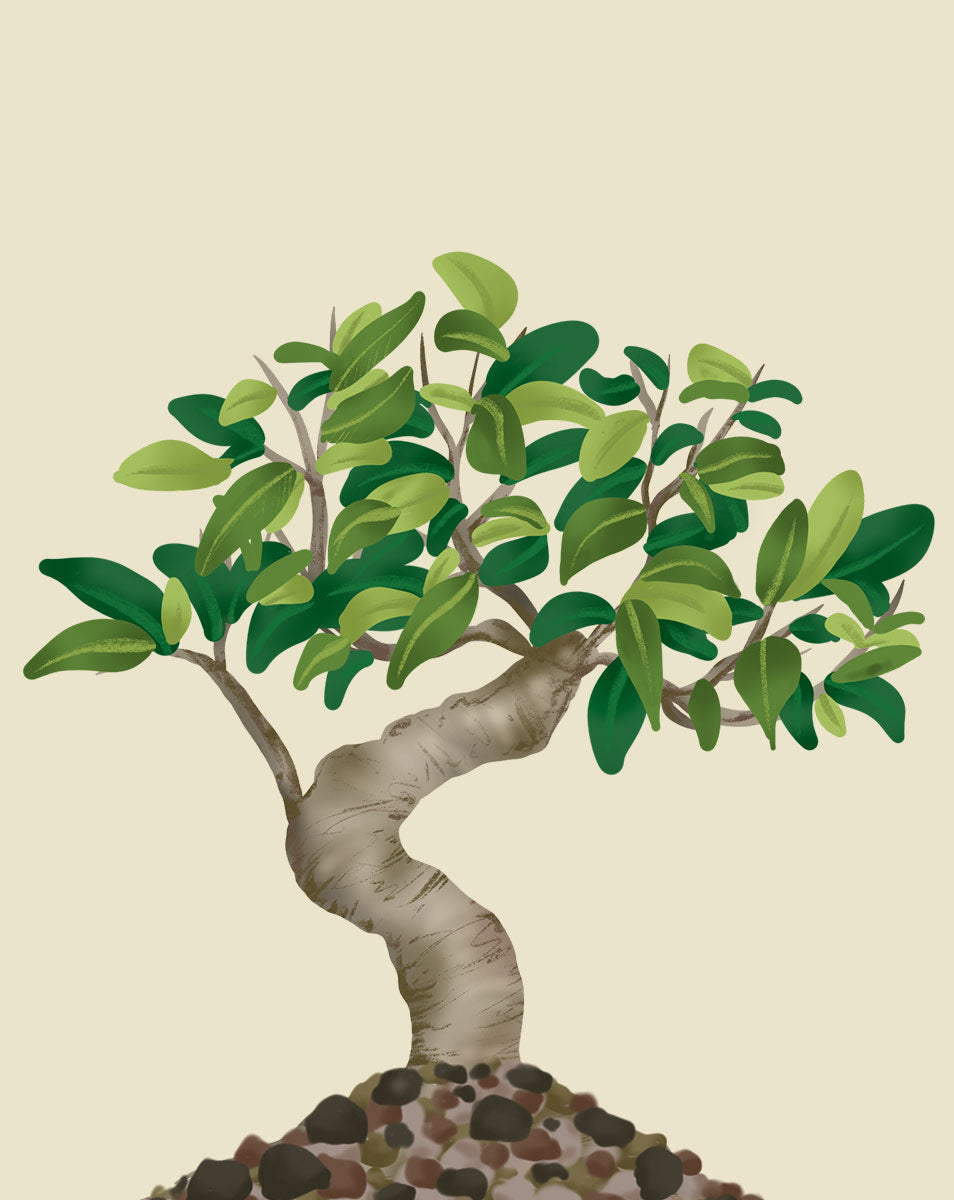are bonsai trees low light Indoor Bonsai - How to Grow Ficus bonsai