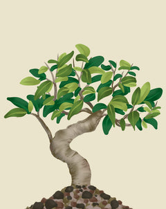 bonsai tree low light Indoor Bonsai - How to Grow Ficus bonsai
