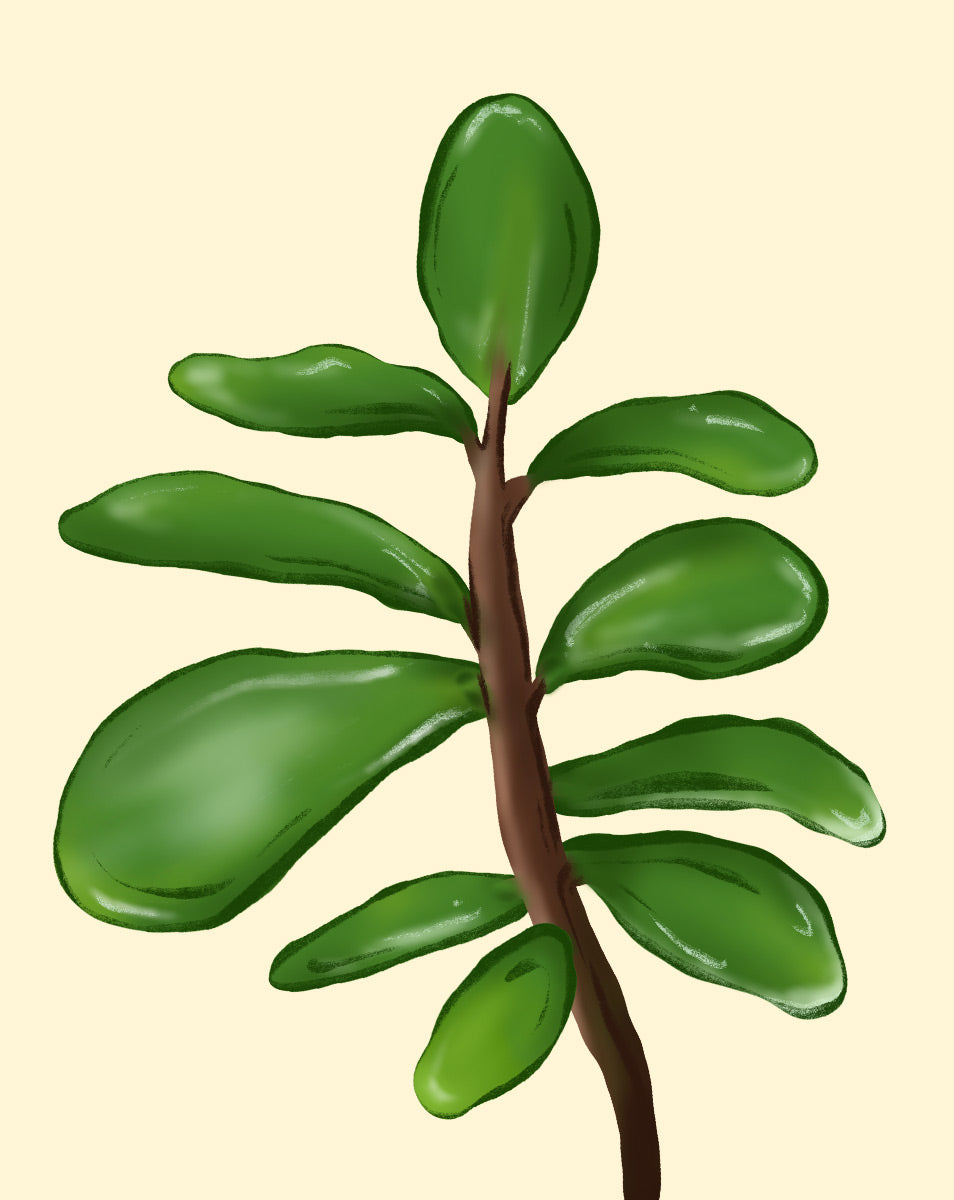 Plante de Jade