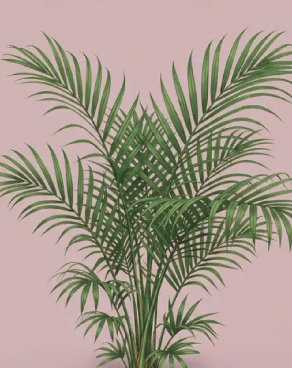 Green palm plant on a pink background