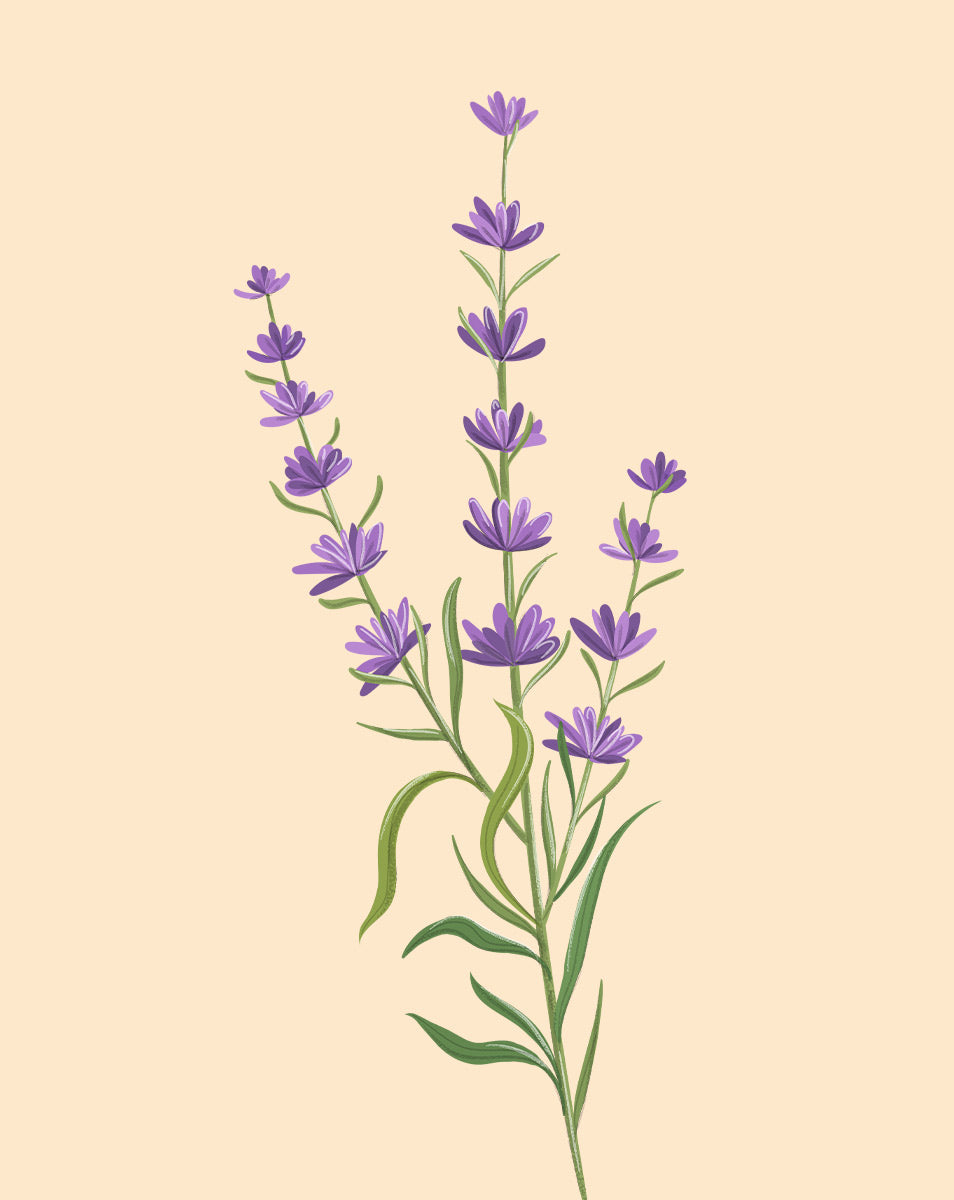 lavender plant leaves Lavender Plant Care - How to Grow Lavandula