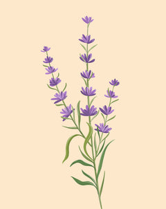 lavender tree temperature Lavender Plant Care - How to Grow Lavandula