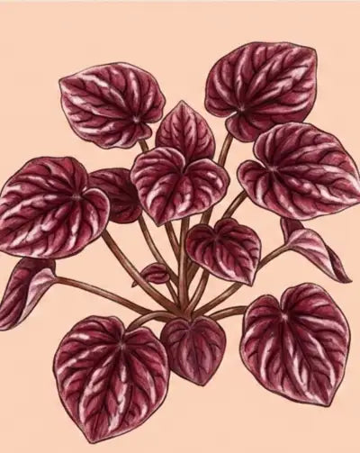 Illustration of a plant with purple leaves on a pink background