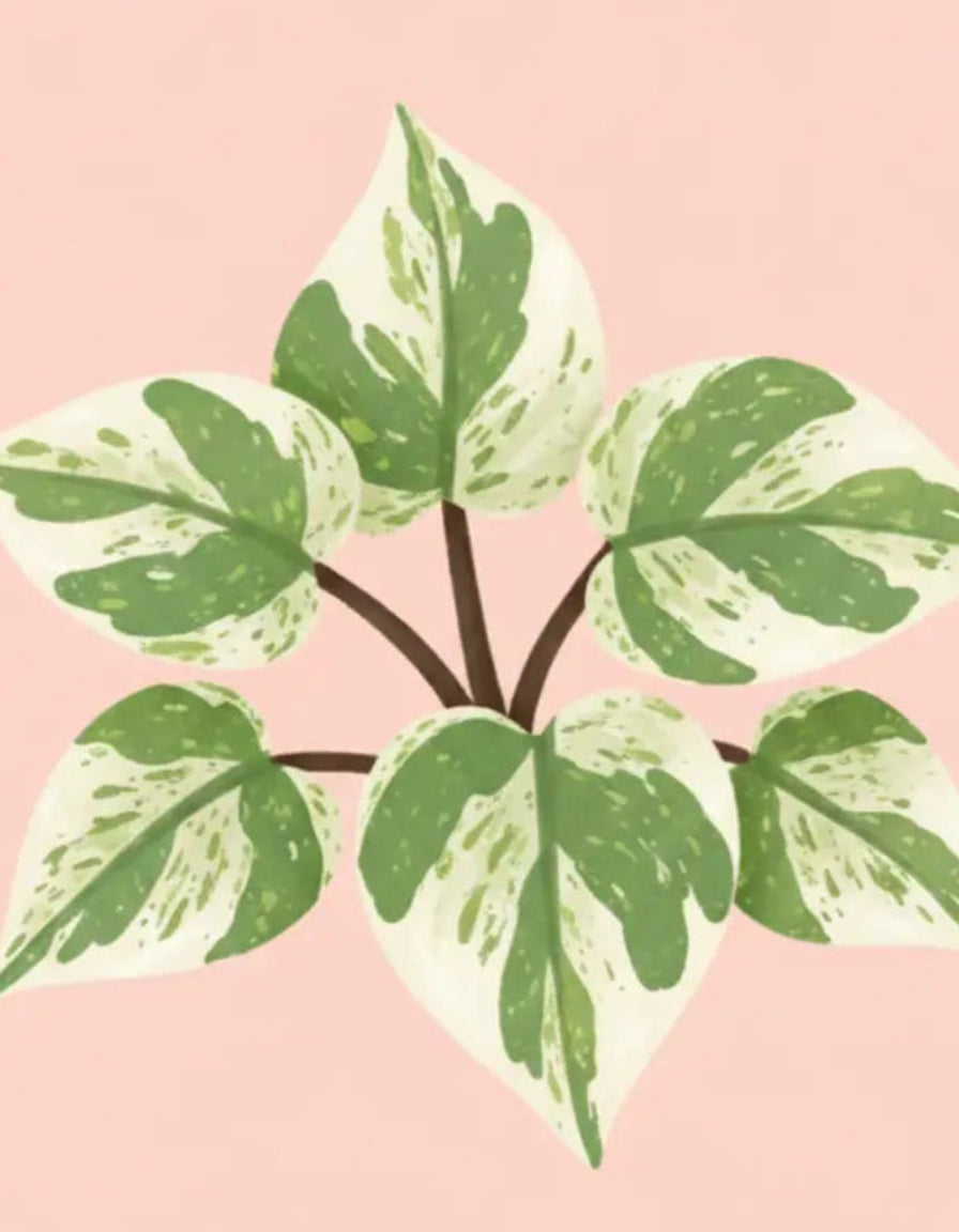 marble princess pothos Marble Queen Pothos Care - How to Grow: Epipremnum aureum 'Marble Queen'