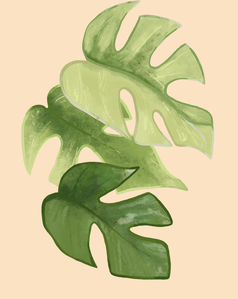 mini split leaf philodendron Mini Monstera Plant Care - How to Grow Rhaphidophora tetrasperma
