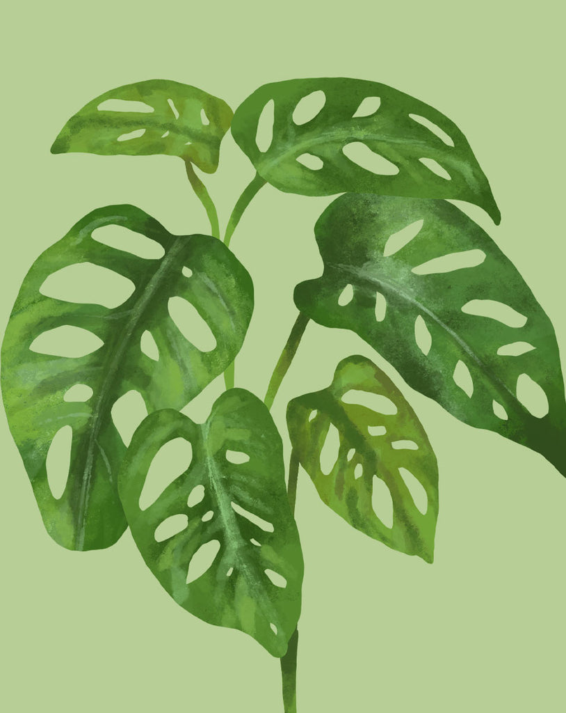 monstera adansonii entretien Entretien des plantes Monstera Adansonii - Comment cultiver Monstera  Adansonii
