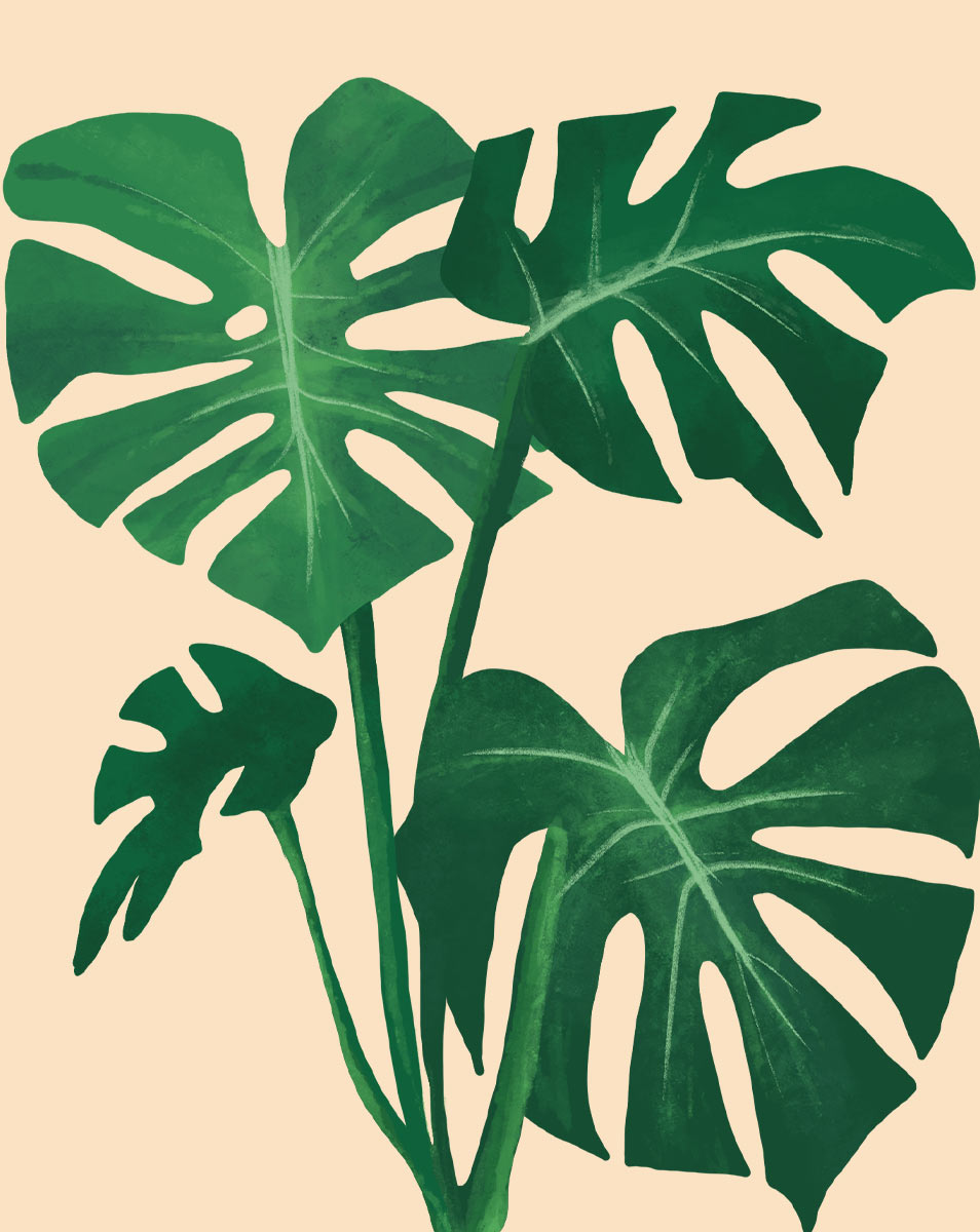 monstera deliciosa logo Monstera Plant Care - How to Grow Monstera deliciosa