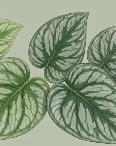 Monstera Dubia
