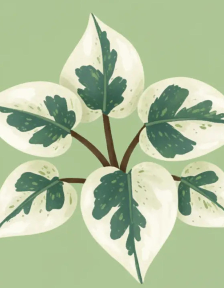n joy pothos light N'Joy Pothos Care - How to Grow: Epipremnum aureum