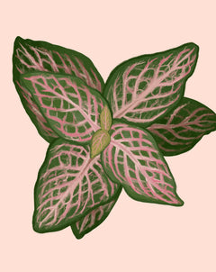 fittonia plant propagation Nerve Plant Care - How to Grow Fittonia albivenis