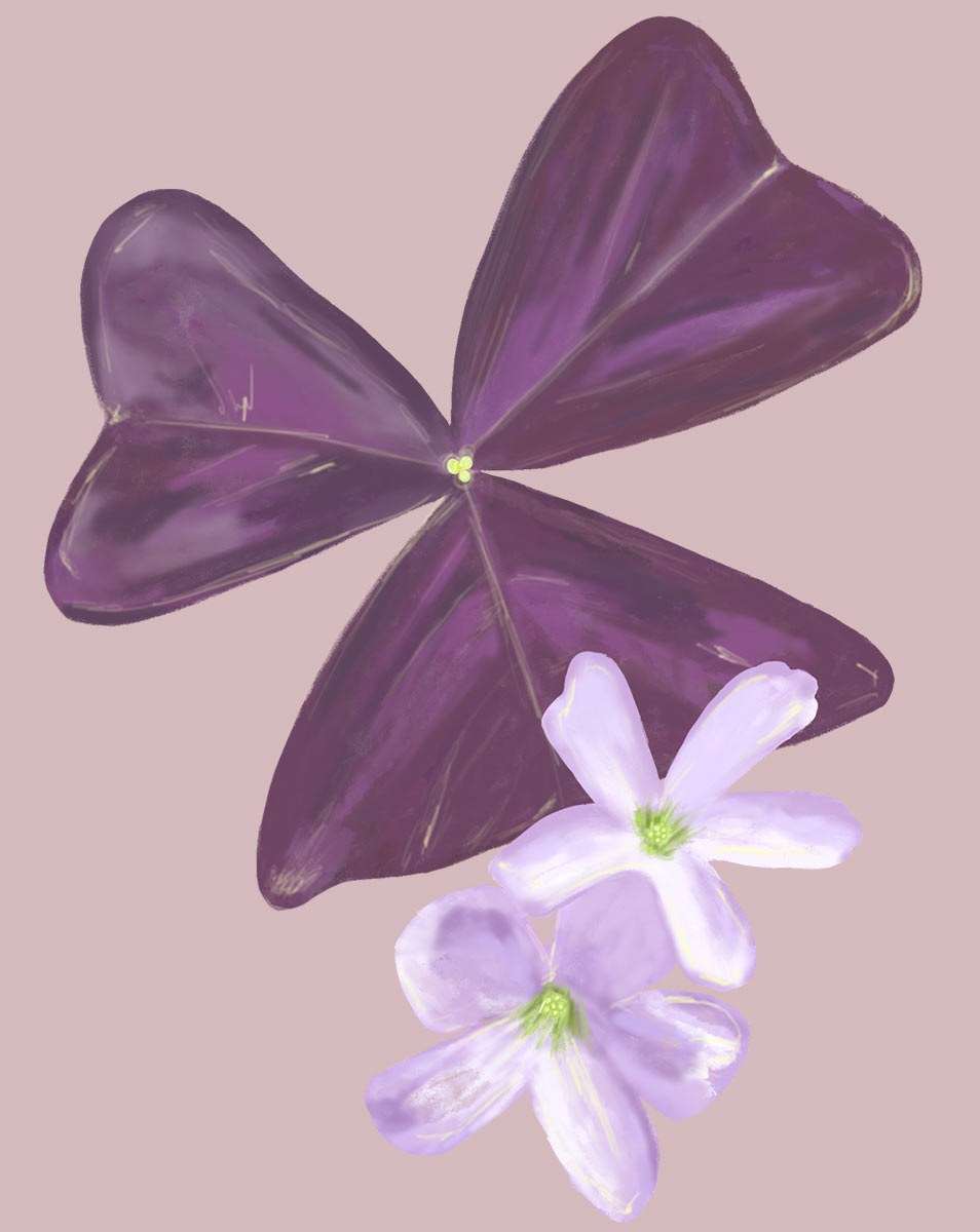 oxalis triangularis potting mix Oxalis Plant Care - How to Grow Oxalis triangularis
