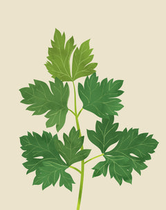 indoor parsley plant care Parsley Plant Care - How to Grow Petroselinum crispum