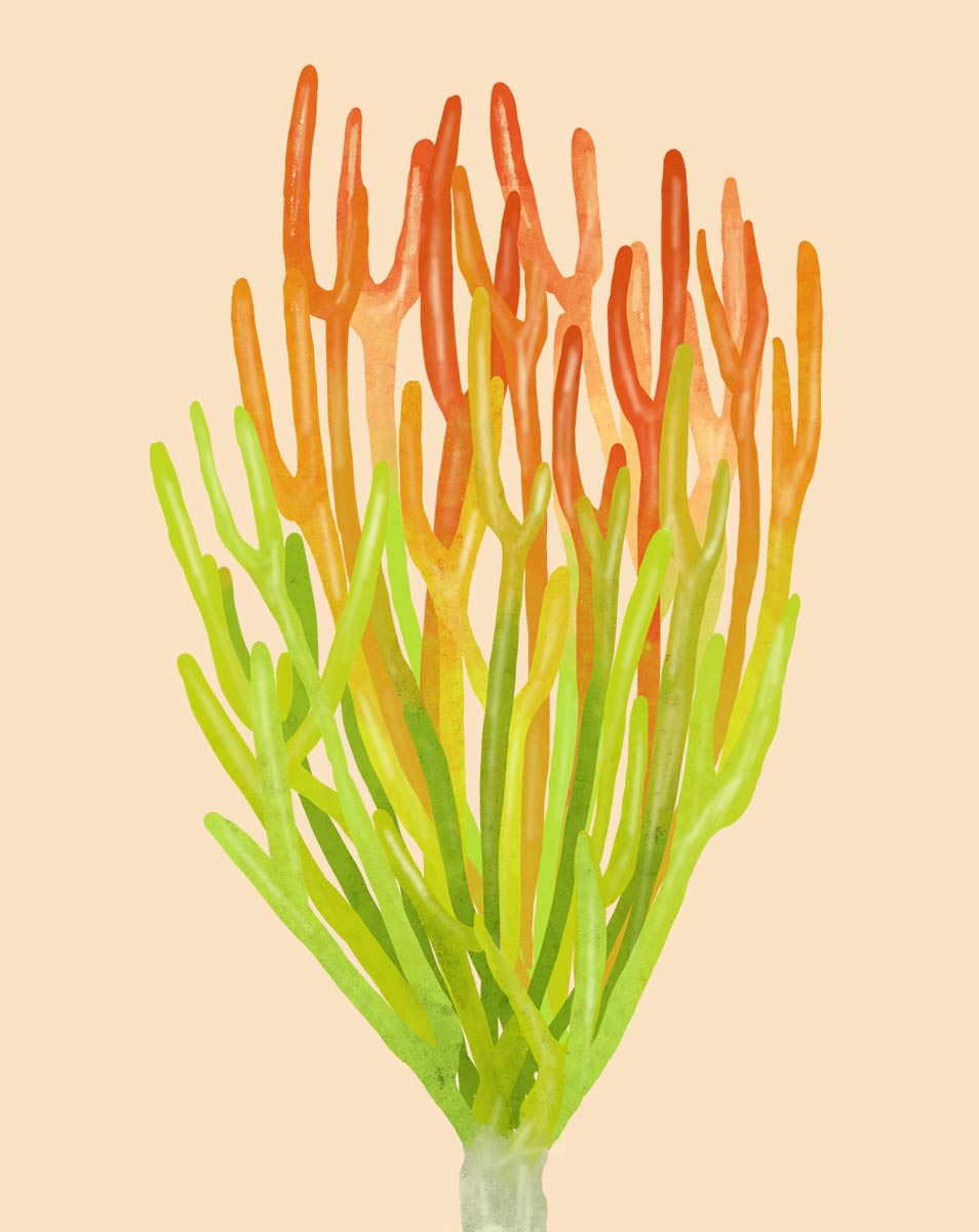 Crayon Cactus