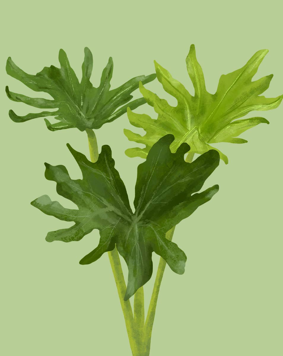 plant philodendron selloum Philodendron Selloum Plant Care - How to Grow Philodendron