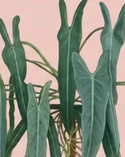 Green leaves against a pink background