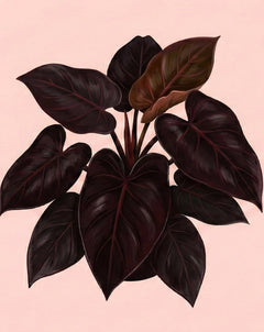 Black Cardinal Philodendron Plant Care - How to Grow Philodendron  erubescens 'Black Cardinal'