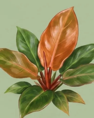 Illustration of a plant with large leaves on a light green background