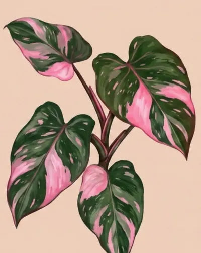 Illustration of a plant with large, variegated leaves in green and pink, set against a soft beige background. 