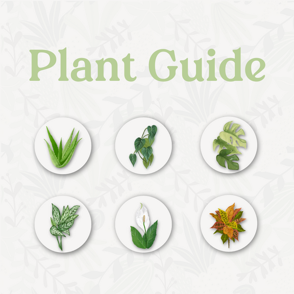 Digital Wall Timer for Indoor Plant Lighting | Soltech