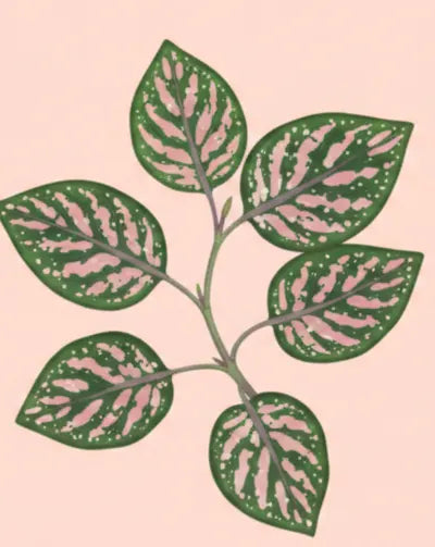 Polka Dot Plant on a pink background