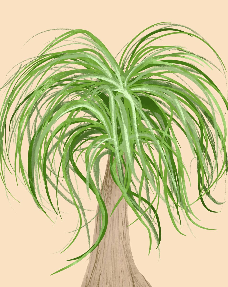Ponytail Palm Tree ponytail-palm-tree