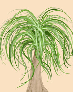 Ponytail Palm Plant Care - How to Grow Beaucarnea recurvata