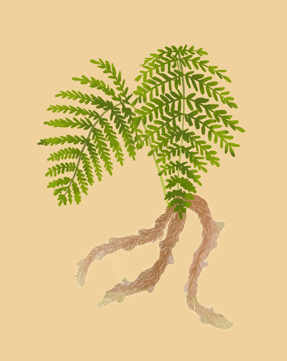 Rabit s Foot Fern How To Grow Davallia Fejeensis Soltech rabit-s-foot-fern-how-to-grow-davallia-fejeensis-soltech