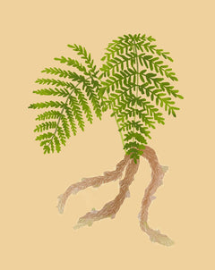 spider leg fern plant Rabit's Foot Fern- How to Grow Davallia fejeensis