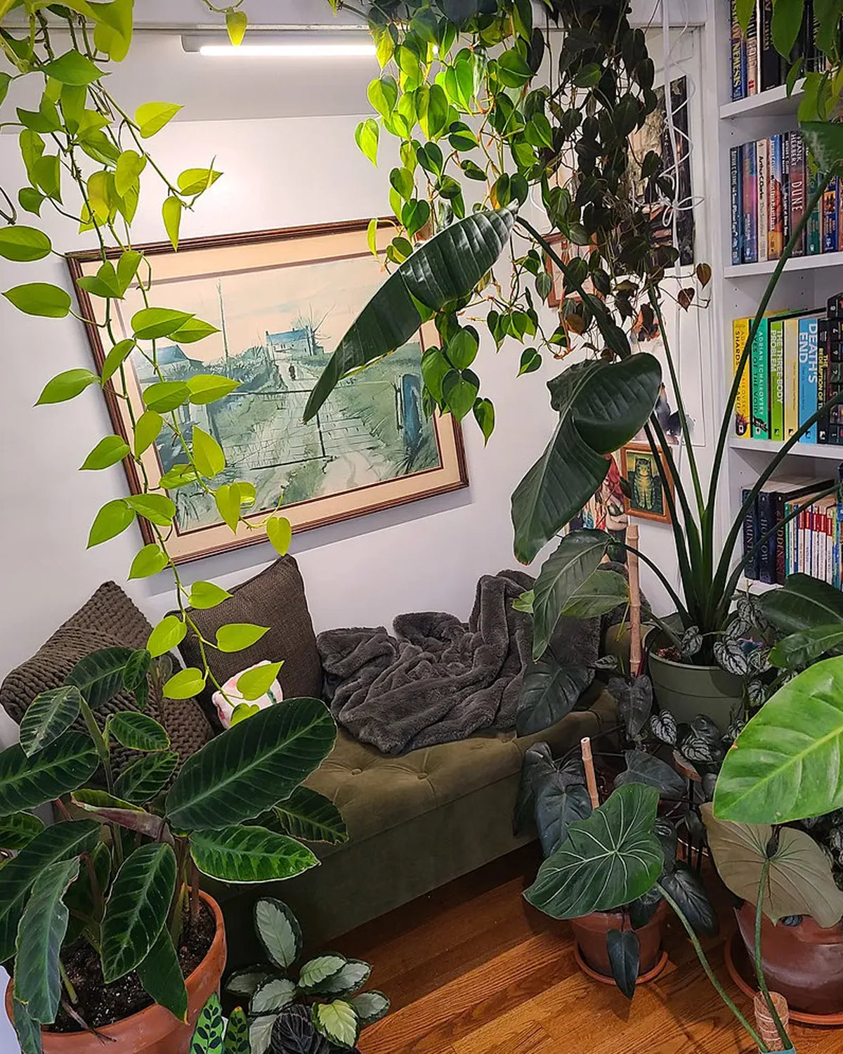 Just My Plants