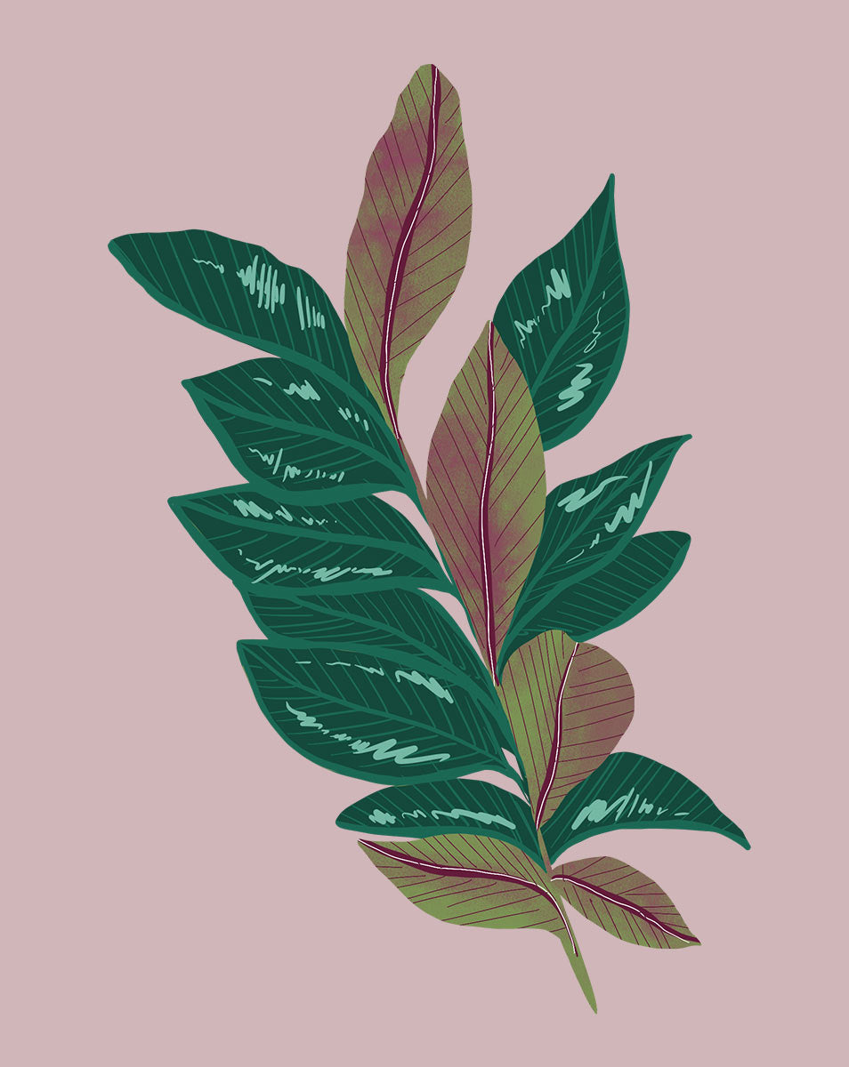 rubber tree cold tolerance Rubber Tree Plant Care - How to Grow Ficus elastica 'Burgundy'