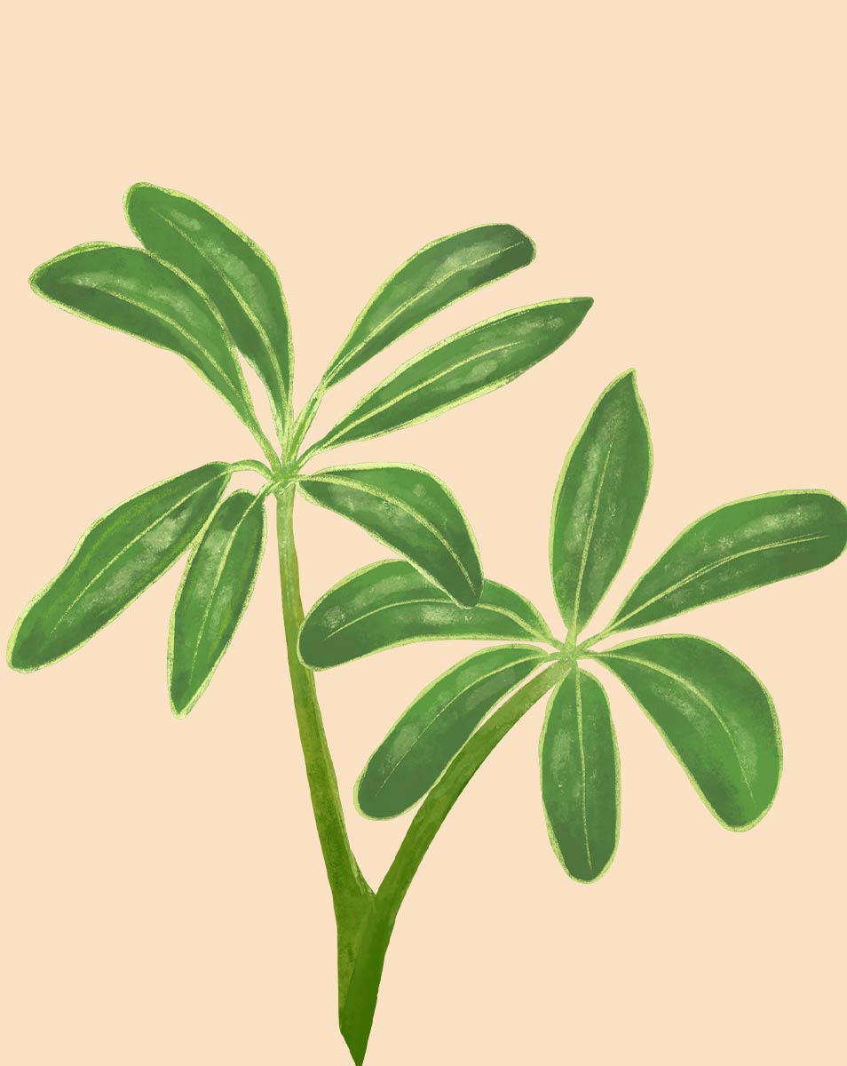 schefflera arboricola soil Schefflera Plant Care - How to Grow Schefflera arboricola