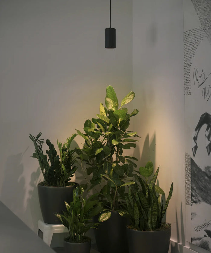 Pendant Lights