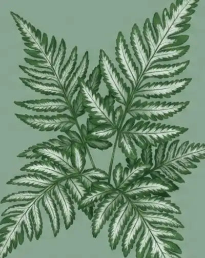 Close-up of a fern leaf on a green background