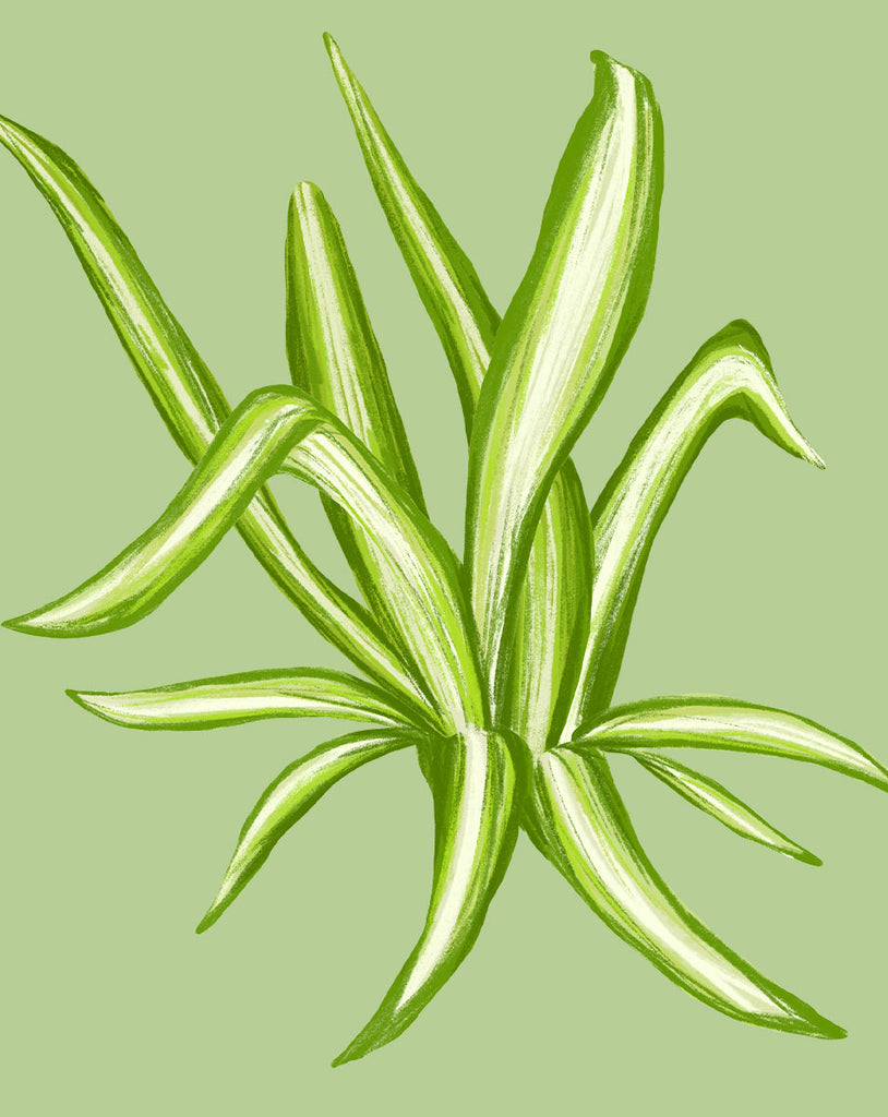 Entretien des plantes araignées - Comment cultiver du Chlorophytum comosum 