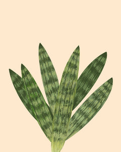 potbound starfish snake plant Starfish Snake Plant Care - How to Grow Sansevieria Boncel