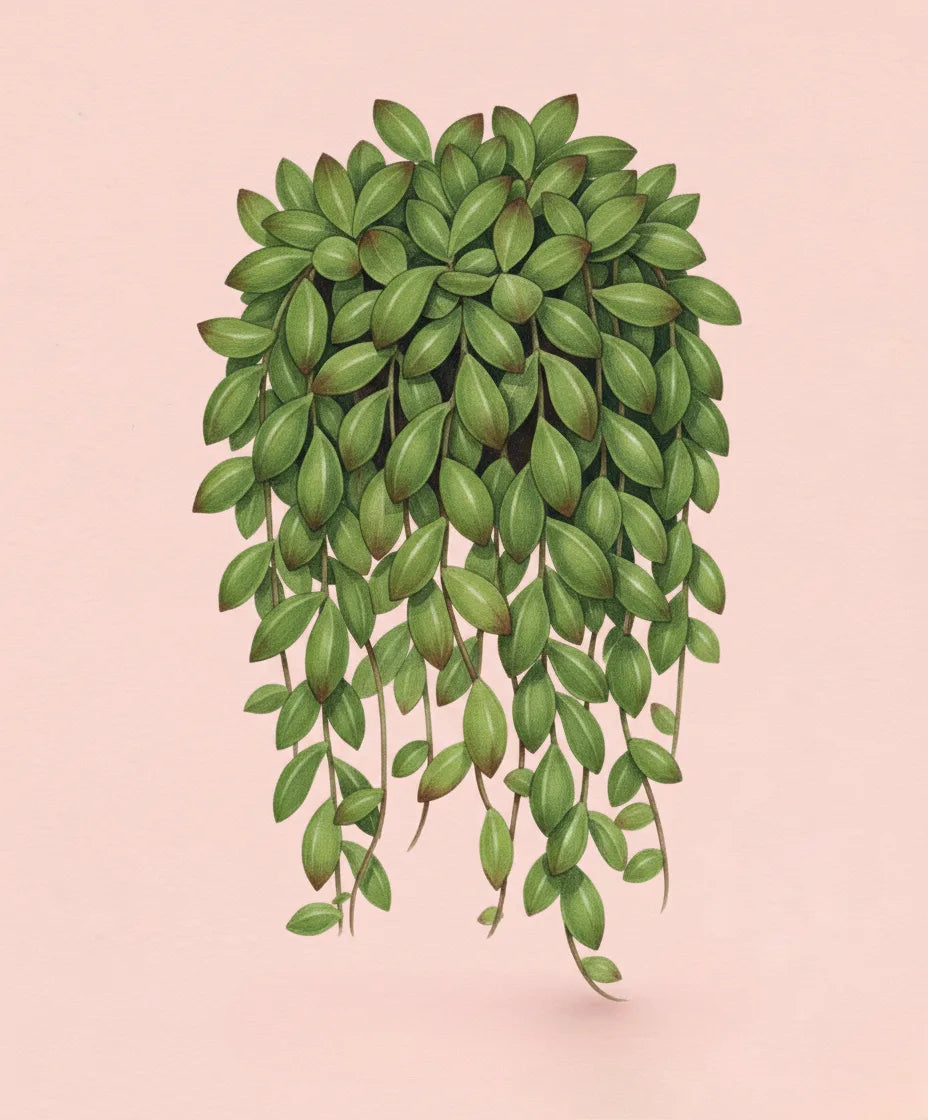 Illustration of a hanging green plant on a pink background