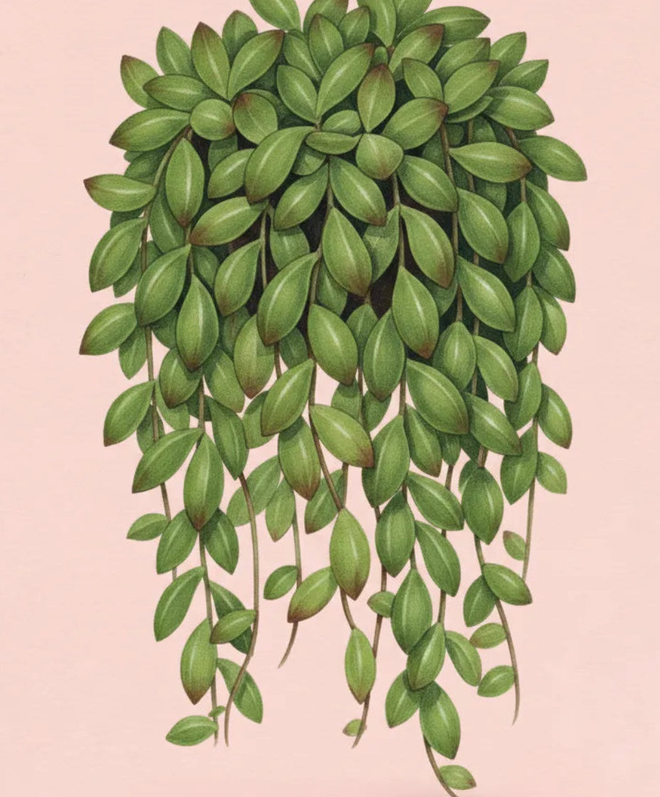 bunch of bananas succulent String of Bananas Plant Care - How to Grow Senecio Radicans