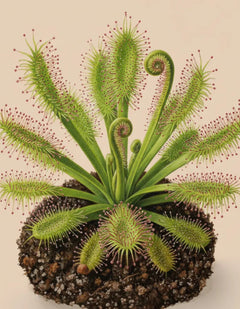 Sundew Plant Care - How to Grow Drosera