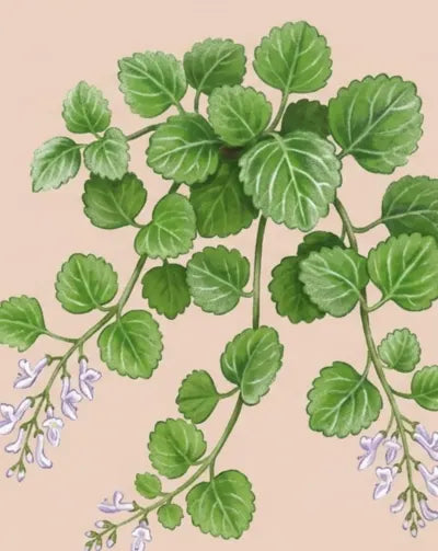 Illustration of green leaves and small purple flowers on a beige background