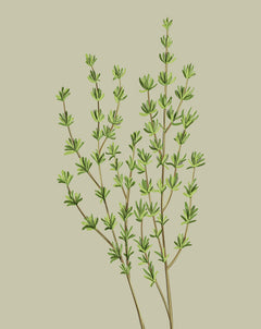 thyme indoor plant Thyme Plant Care - How to Grow Thymus vulgaris