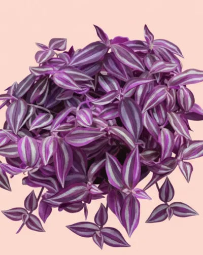 Purple Tradescanctia Plant on a pink background