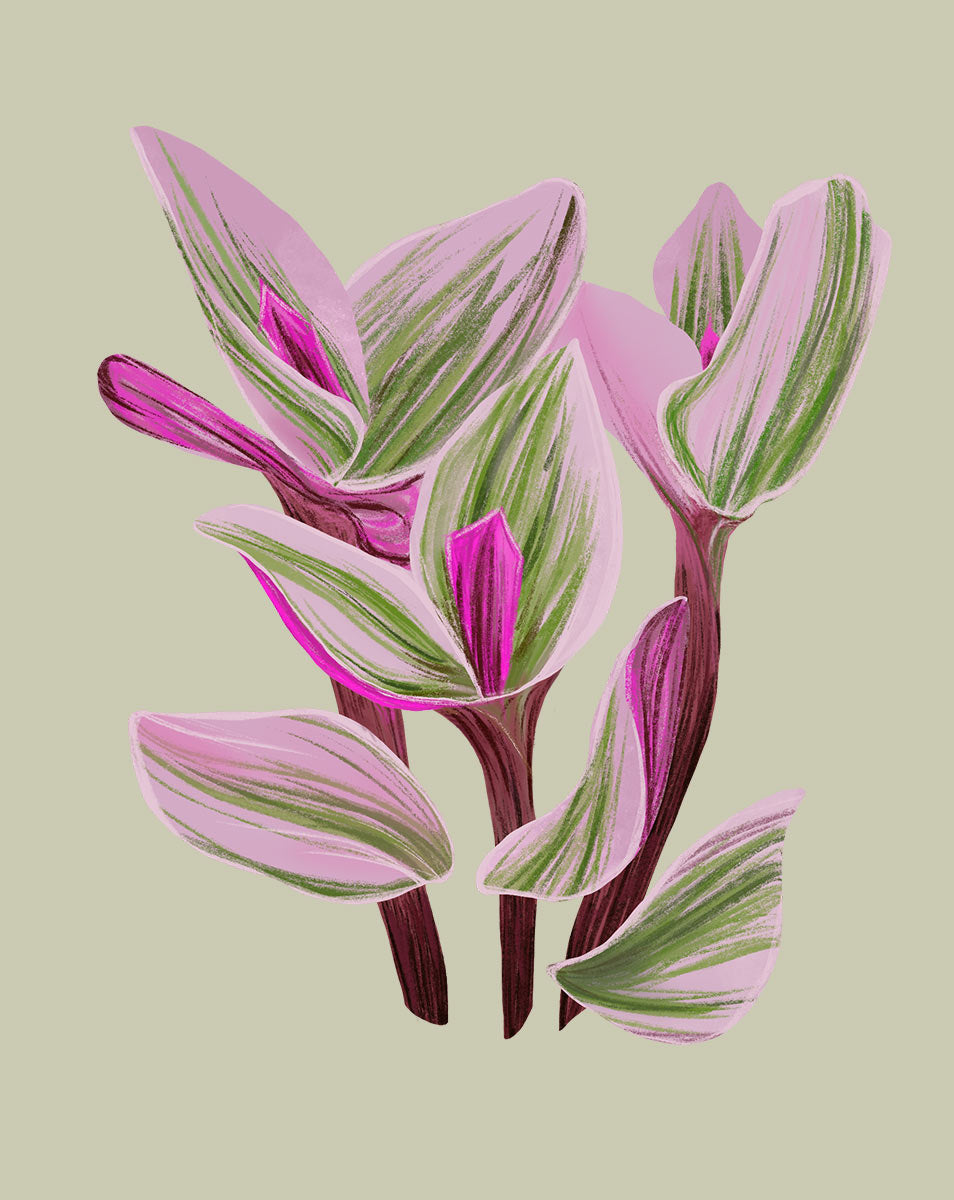 tradescantia nanouk succulent Tradescantia Nanouk Plant Care - How to Grow Tradescantia albiflora