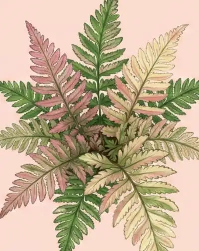 Illustration of fern leaves on a pink background