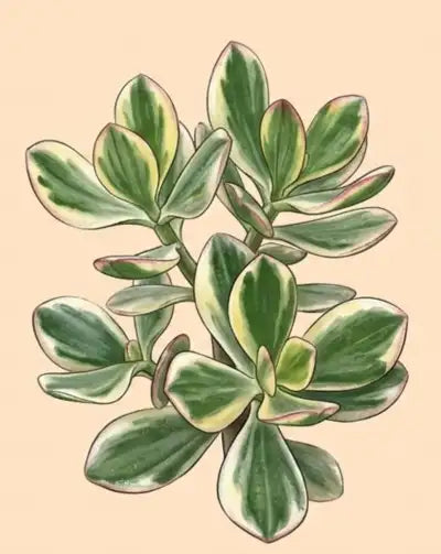 Variegated Jade Plant