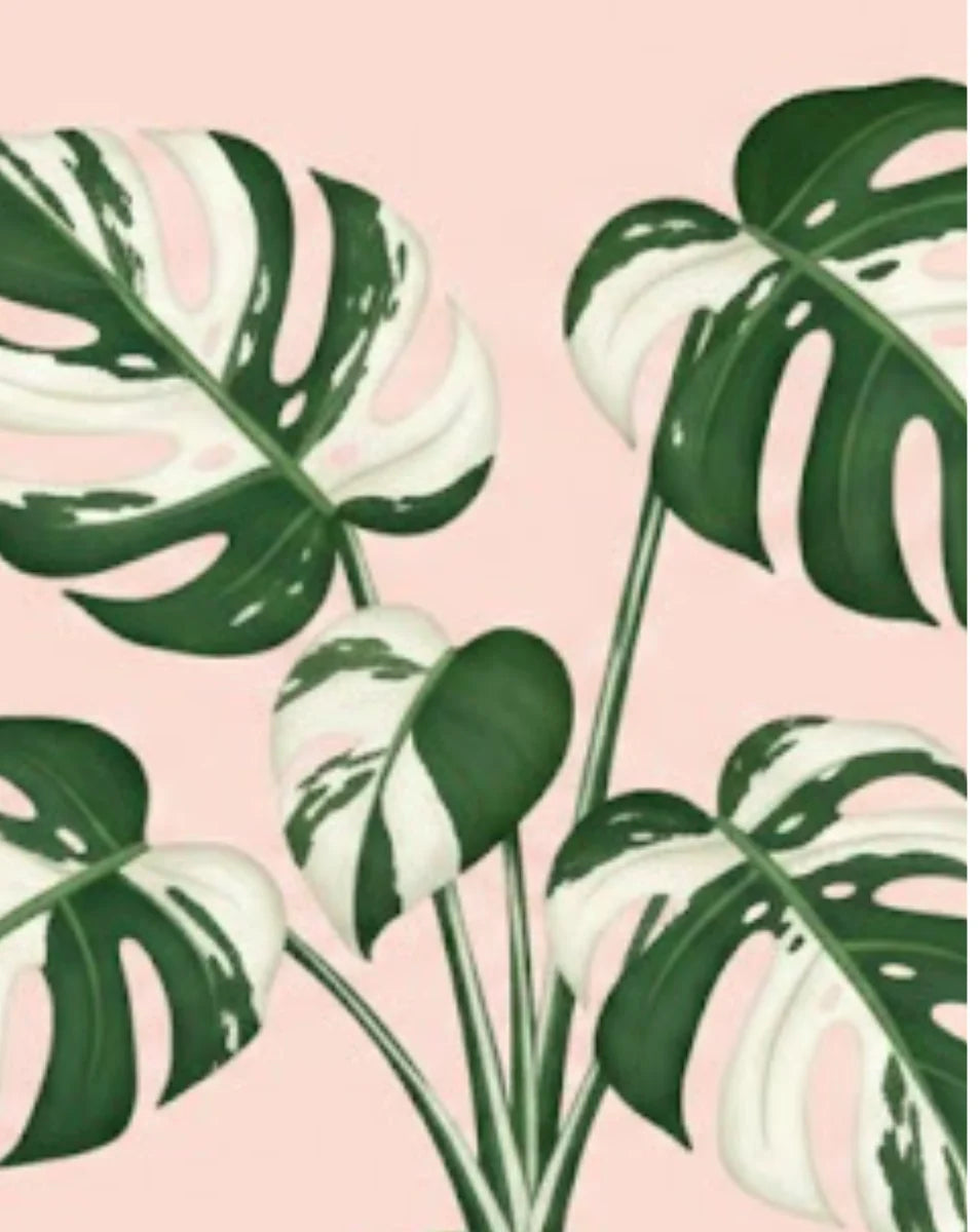 Monstera plant leaves on a pink background