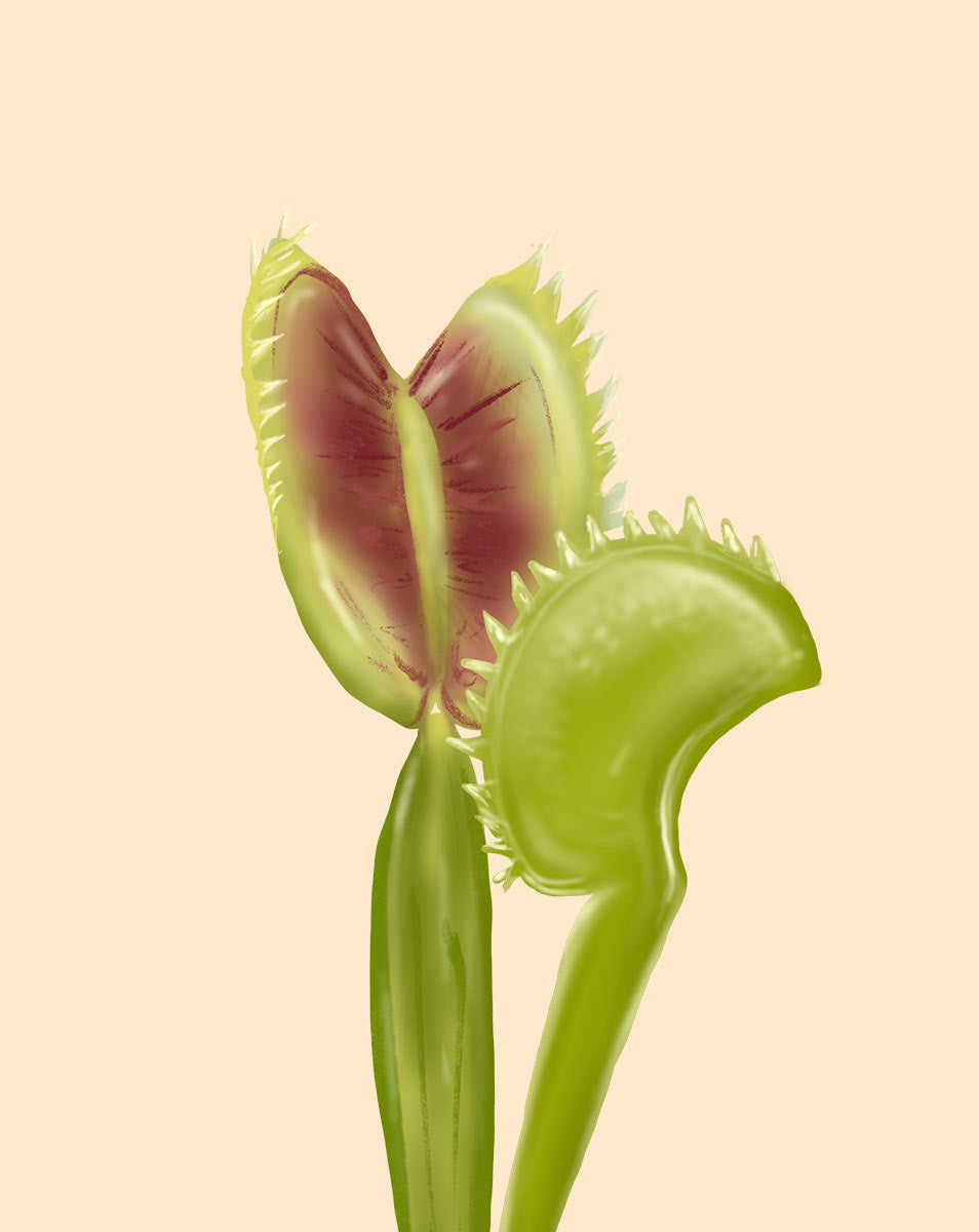 Venus Fly Trap Tree Care How to Grow Dionaea muscipula Soltech