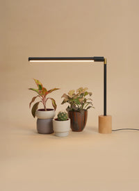 Black Soltech wood base Versa with 3 plants on a beige background